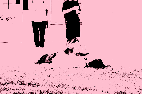 Paul_Litherland_Viva2023_PLB3166-scaled_posterize_800x400
