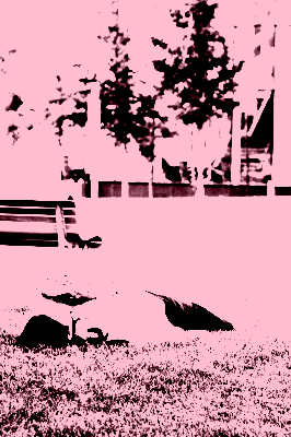 Paul_Litherland_Viva2023_PLB3173-scaled_posterize_800x400